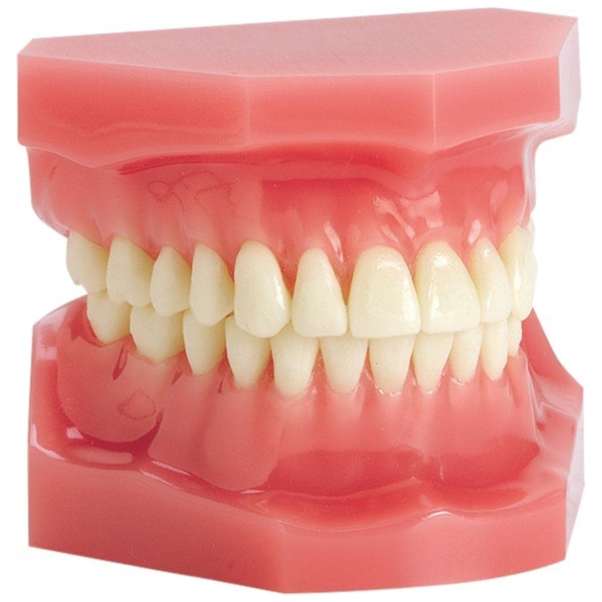 Ortho Technology Typodonten zur Demonstration - Typodont Einfach, Zahnoberfläche beklebbar, Idealverzahnung