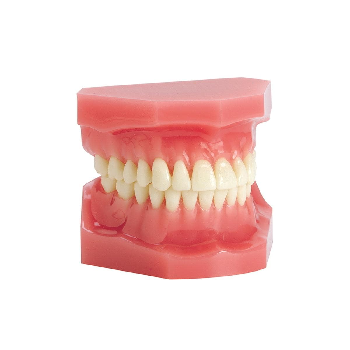 Ortho Technology Typodonten zur Demonstration - Typodont Einfach, Zahnoberfläche beklebbar, Klasse III Dysgnathie
