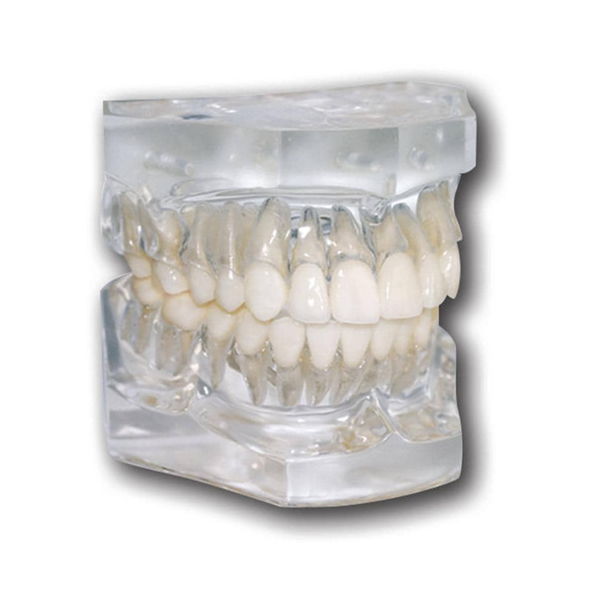 Ortho Technology Typodonten zur Demonstration - Typodont Flexibler Sockel Idealverzahnung von Zähnen mit Zahnwurzeln